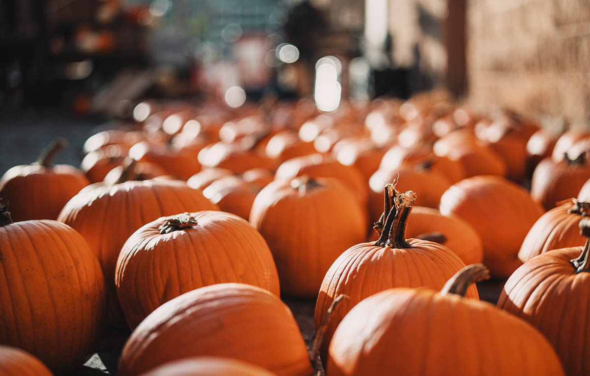 Are you ready to have some skele-fun at the Jack-O-Lantern Jubilee on October 29?
🎃 Free pumpkins to the first 500 guests, sponsored by Metro Market and Pick ‘n Save. 
📕 Story time with Wanda the Witch and Wes Tank
🫧  Bubble play time
🍔Food trucks and concession stands