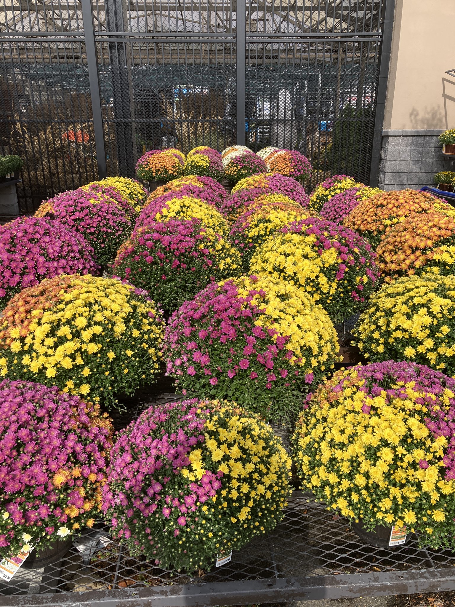 Lowes Mums Sale 4 For 10 - npy83km