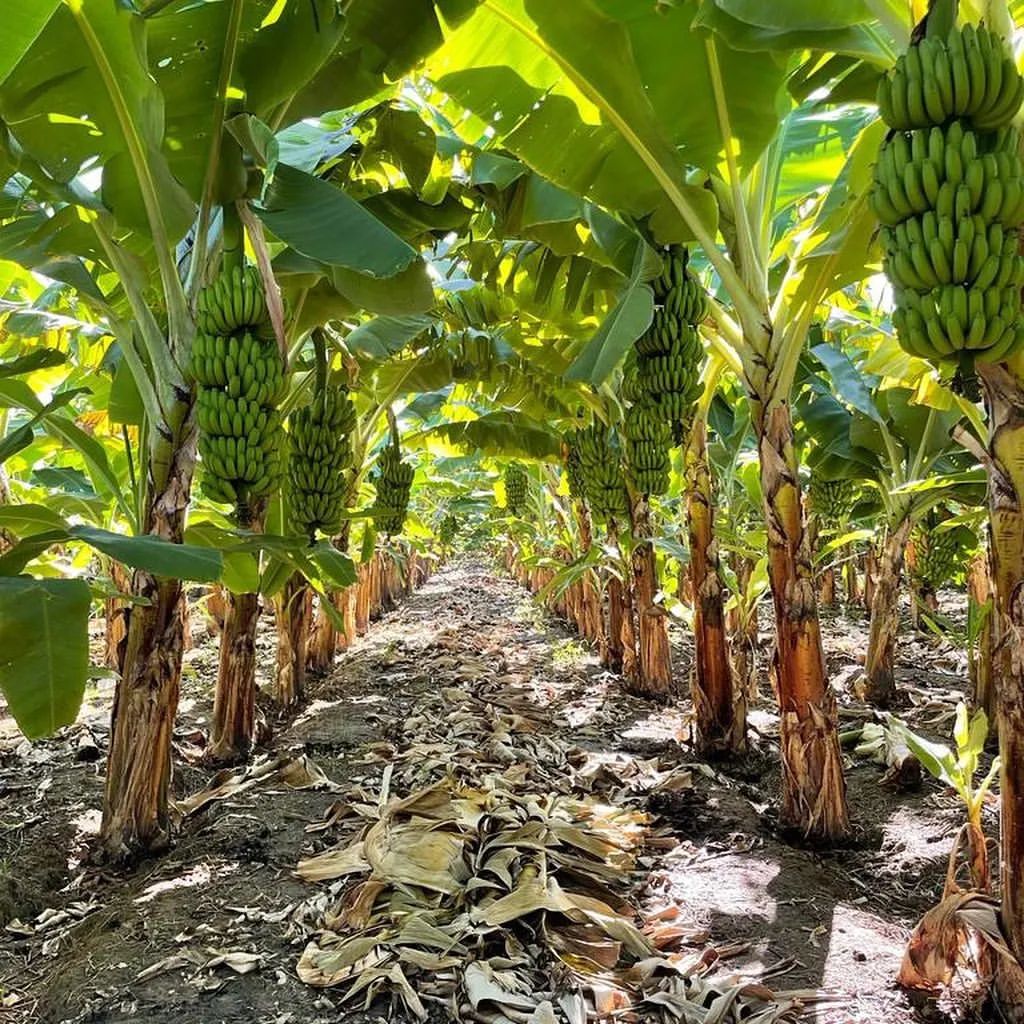 agrotendencia's tweet photo. "La fruta más producida y consumida del mundo..."
¿Cómo se produce?
Conoce todos los detalles en nuestra agropedia, ingresando en: https://t.co/S4OZdFBYuK
📸: @drdionei_agro
#banano #bananera #musaceae #cultivo #agropedia https://t.co/oh3Mhdjljz