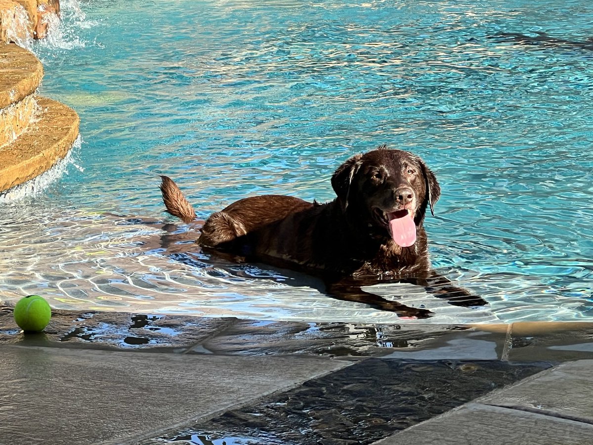 HoochCollins's tweet photo. @dog_rates Here’s Chloe. https://t.co/TxA0JES7bS