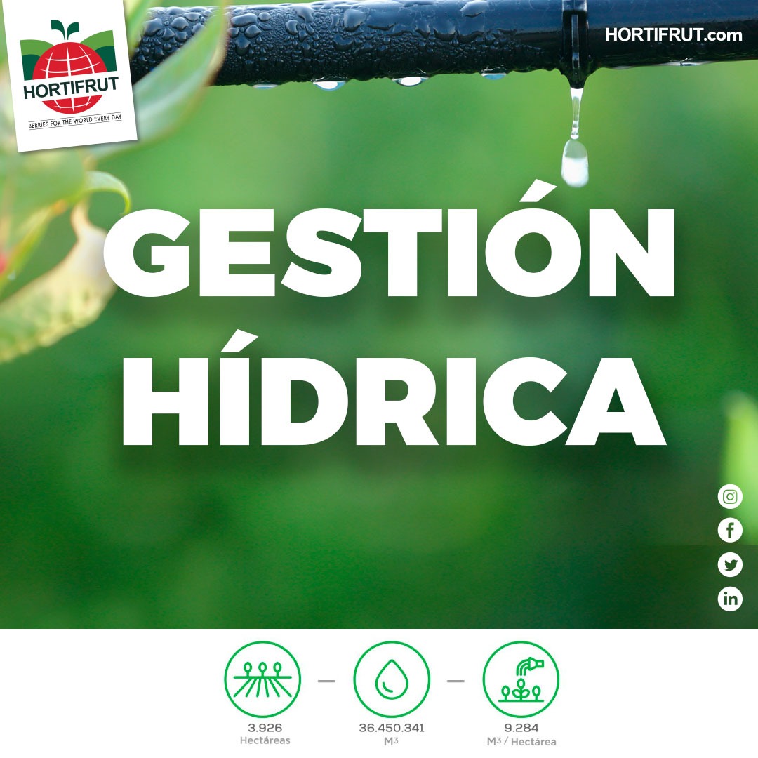 Con el objetivo de conocer nuestra huella hídrica 💦 y poder hacer un uso eficiente del recurso, desde julio 2020 se mide el uso de agua en todas las agrícolas propias de Hortifrut.   🇨🇱🇵🇪🇲🇽

#SomosHortufrut 💚 #BerriesForTheWorldEveryDay