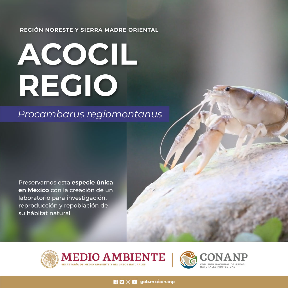 En el Parque Nacional #ElSabinal, Nuevo León, es el último refugio del acocil regiomontano (Procambarus regiomontanus), una especie endémica de cangrejo de río. 🦐

¿Lo conocías? #ConservarParaVivir 🦐🌿🌊🌳🇲🇽