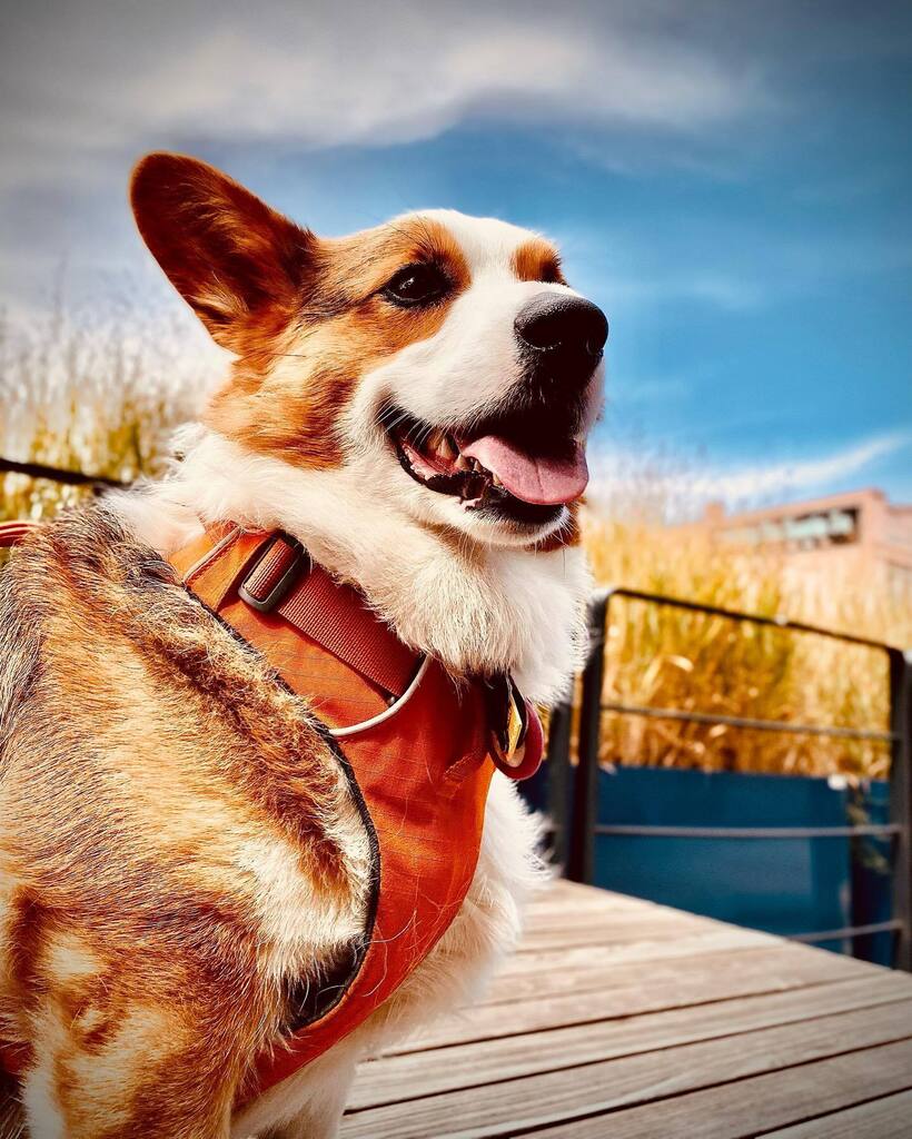 CorgMarshall's tweet image. Damn, I’m handsome.
Outside the always fab @ElNoaNoaDenver in @DenversArtDistrict on Santa Fe Drive in #Denver. instagr.am/p/CjETICIJL6a/