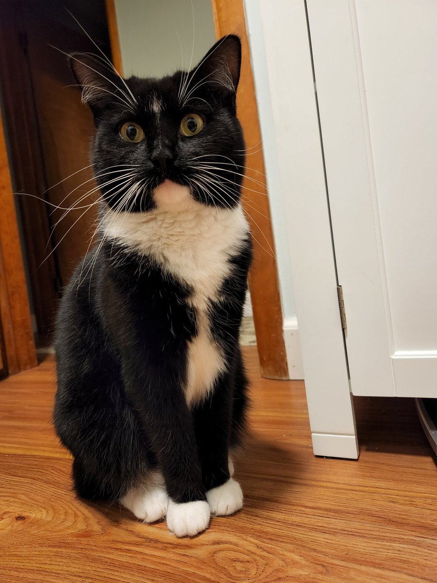 OliveTri's tweet photo. @emrazz If you don't say hello to Stevie she stares at you and steals a small piece of your soul. #tinyfluffydemon https://t.co/fllMk7E4Uv