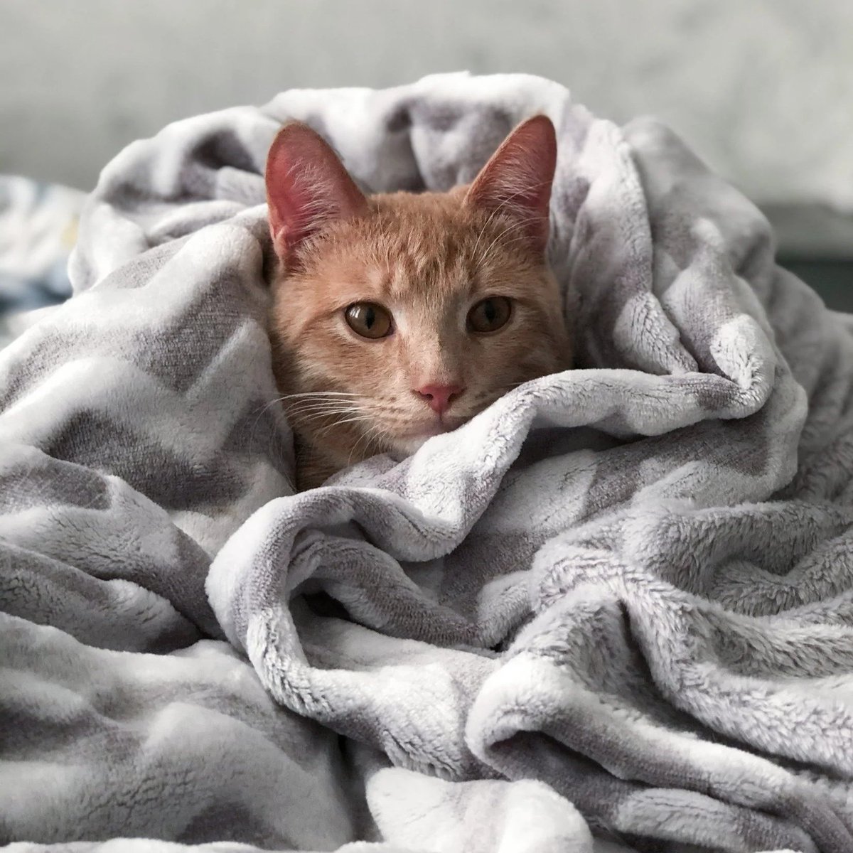 Sad Cat Capital tweet media