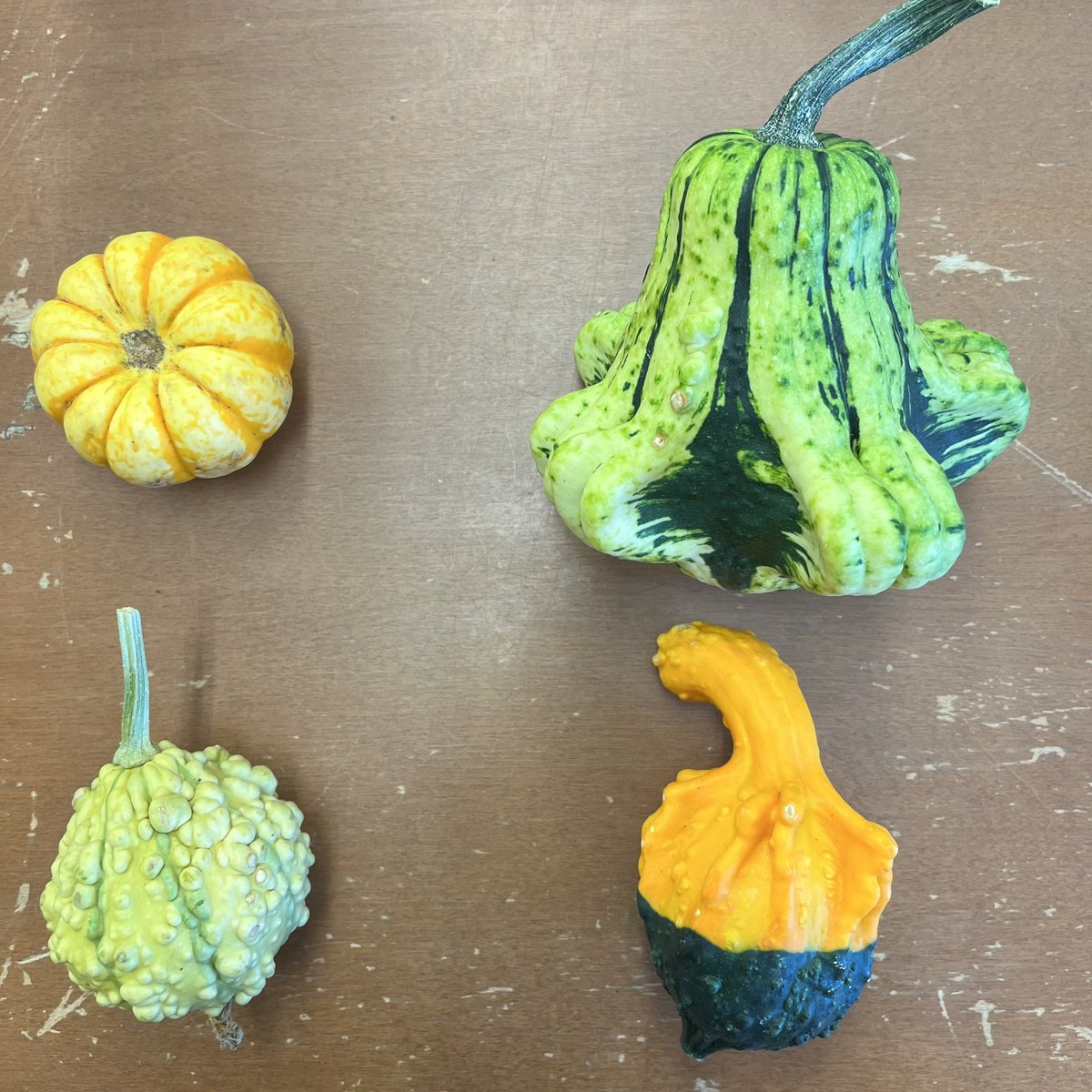 Our first classroom version of WODB, pumpkin edition! I love how our math language has already grown after just a few short weeks - we noticed size, texture, colour, shape, and even direction as we compared our classroom gourds. #math #wodb #gradeone #mpscpssd