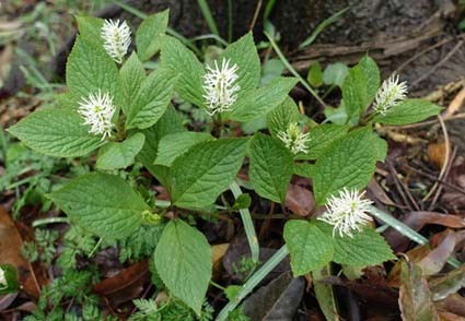 Phytotaxa's tweet photo. Chloranthus coccineus (#Chloranthaceae), a new species from Hubei, #China
#Taxonomy #NewSpecies
https://t.co/pdJPyr17mM https://t.co/QKZOOp8bWC