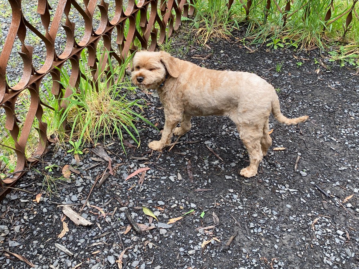 lyndalbox's tweet photo. Hubert steps outside his comfort zone and experiences new things when he feels safe.

“Hi, I’m Hubert. I tried eating this ugly looking grass. It tasted alright. No dogs or humans growled at me for eating it, so I think I will try some more.”

#Learning #Geelong #LearningDesign https://t.co/dXk2F1U4rb