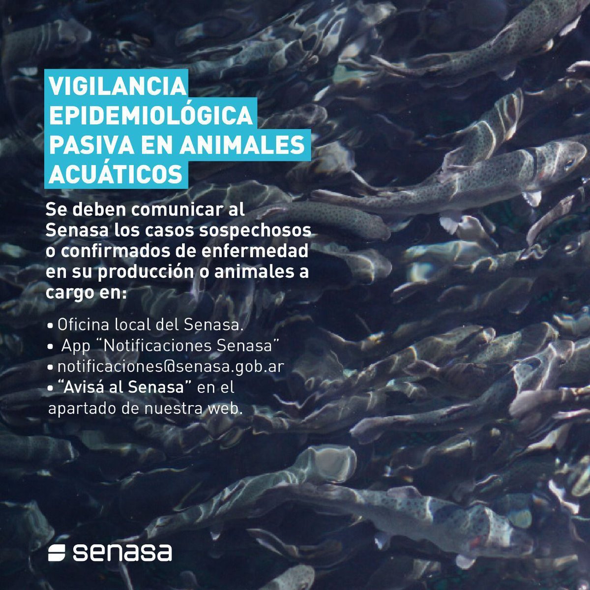 SenasaAR's tweet image. 🐡🐠El Sistema Nacional de Vigilancia Epidemiológica de Enfermedades Animales está destinado a la recopilación, análisis y difusión de información sanitaria para detectar presencia, ausencia o estimar prevalencia y cambios en la distribución de las enfermedades animales.