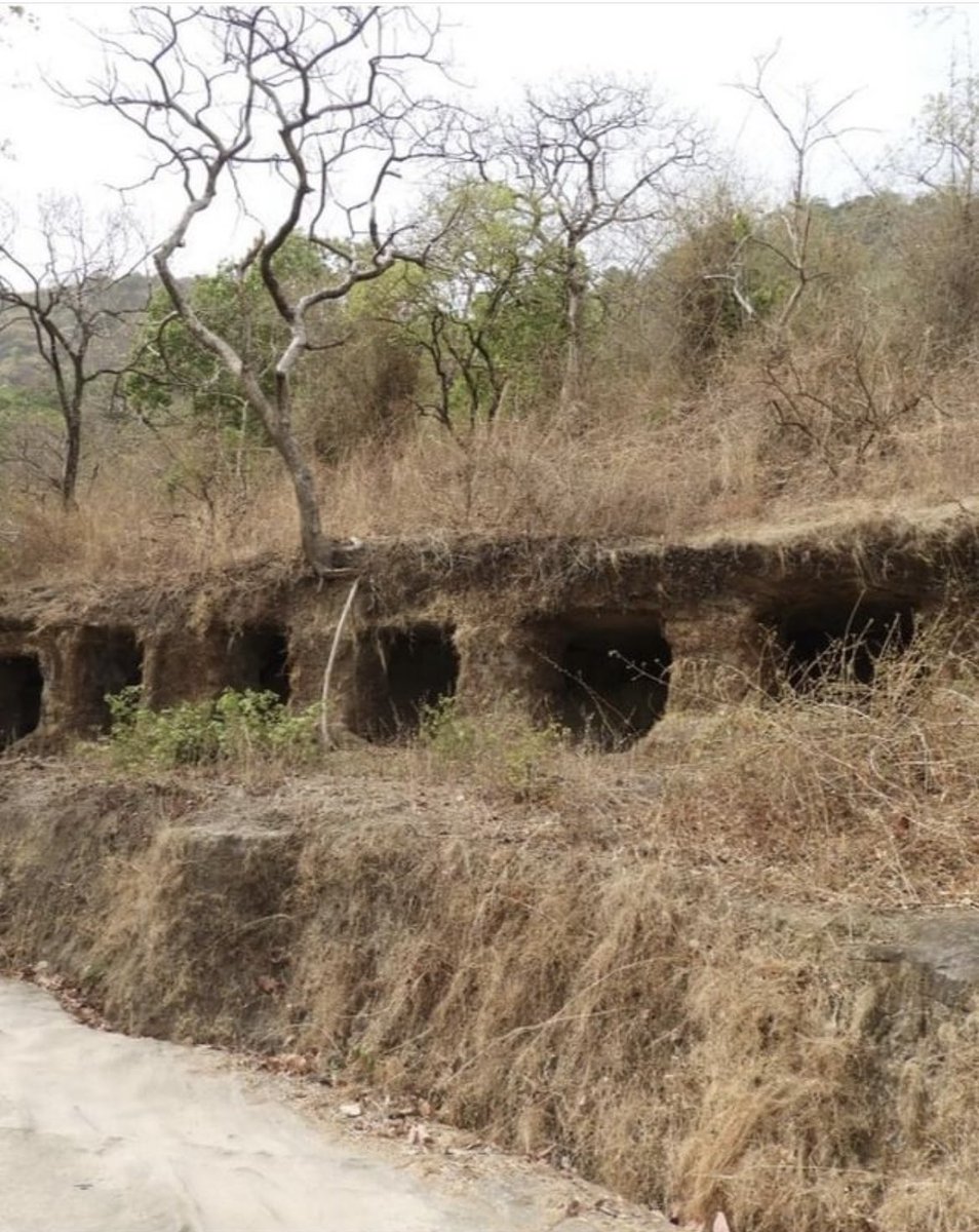 monidipadey's tweet photo. In a major find, the ASI has unraveled remarkable archaeological remains (of Hindu &amp; Buddhist nature) in Madhya Pradesh's Bandhavgarh Forest Reserve, dating between 2nd c. CE to 15th c . CE. 
Among the 46 sculptures found, is a Varah murti, which is one of the largest. https://t.co/ctW7XM5XKf