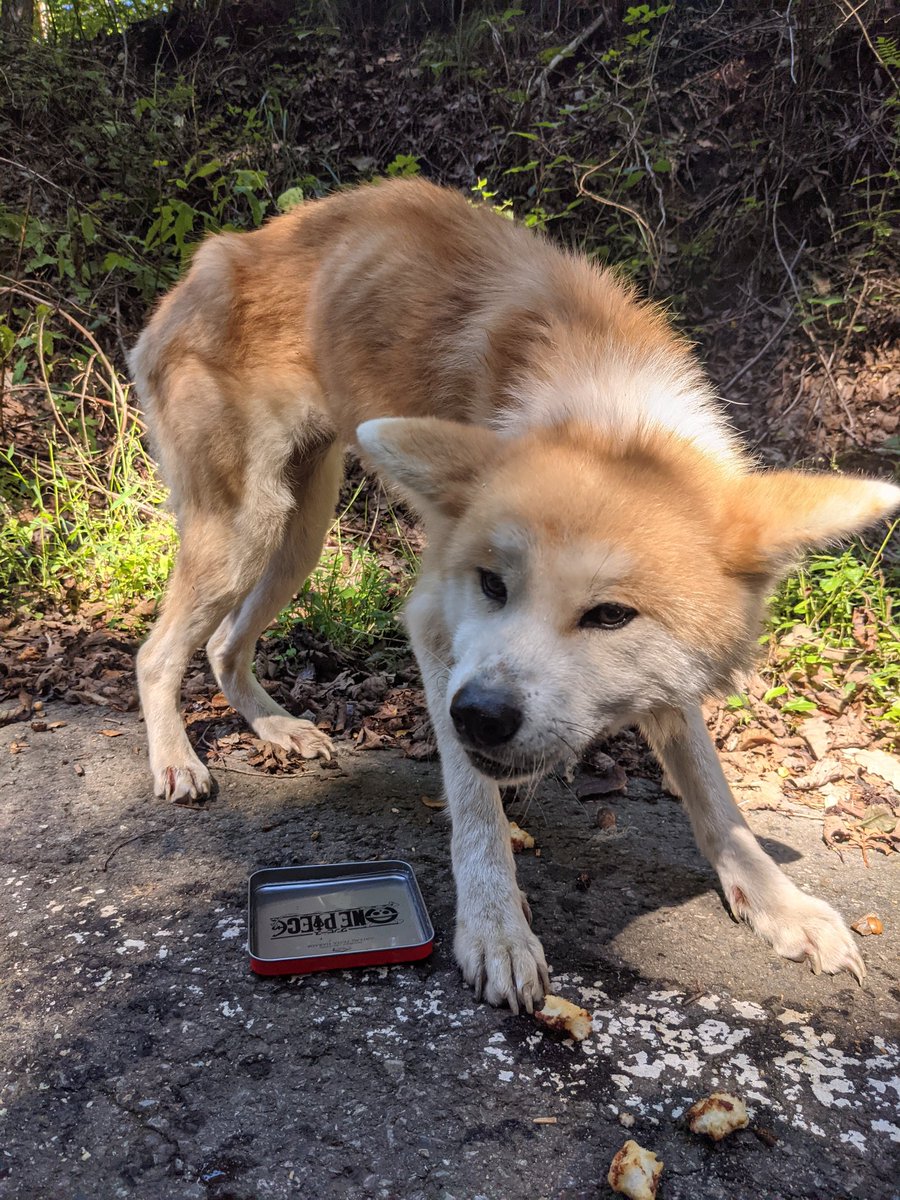 liechangg's tweet photo. 群馬県長野原町の山道で迷い犬を見つけました。ガリガリで持ってたお菓子に食らいついています。警察に電話し一時的に保護をお願いしました。捨てられたのか、逃げてきたのかどっちなのかな。こういうときどうすればいいのかな。 https://t.co/fvVwlyM1Re
