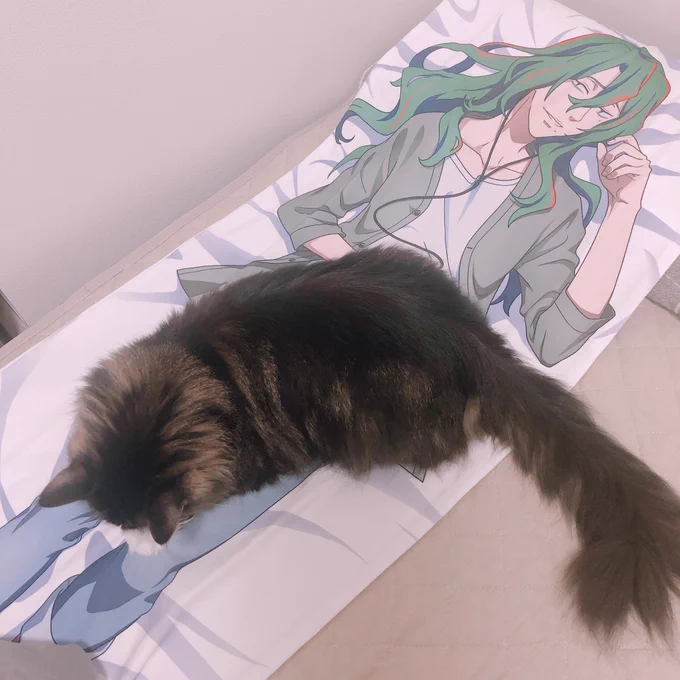 抱き枕きたぁぁぁぁ!!!と興奮しながらセッティングしてたら速攻乗っ取られた…(巻たゃがわいの猫可愛がってるみたいで超萌ゅるネ……デカイネ…) 