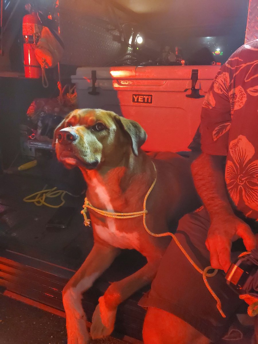 One of our volunteer rescue crews just picked up a very good boy. Scared, but loves head scratches and tuna packets. 1000/10 for it making through #HurricaneIan. 

<a href="/dog_rates/">WeRateDogs</a> pls confirm our assessment thx
