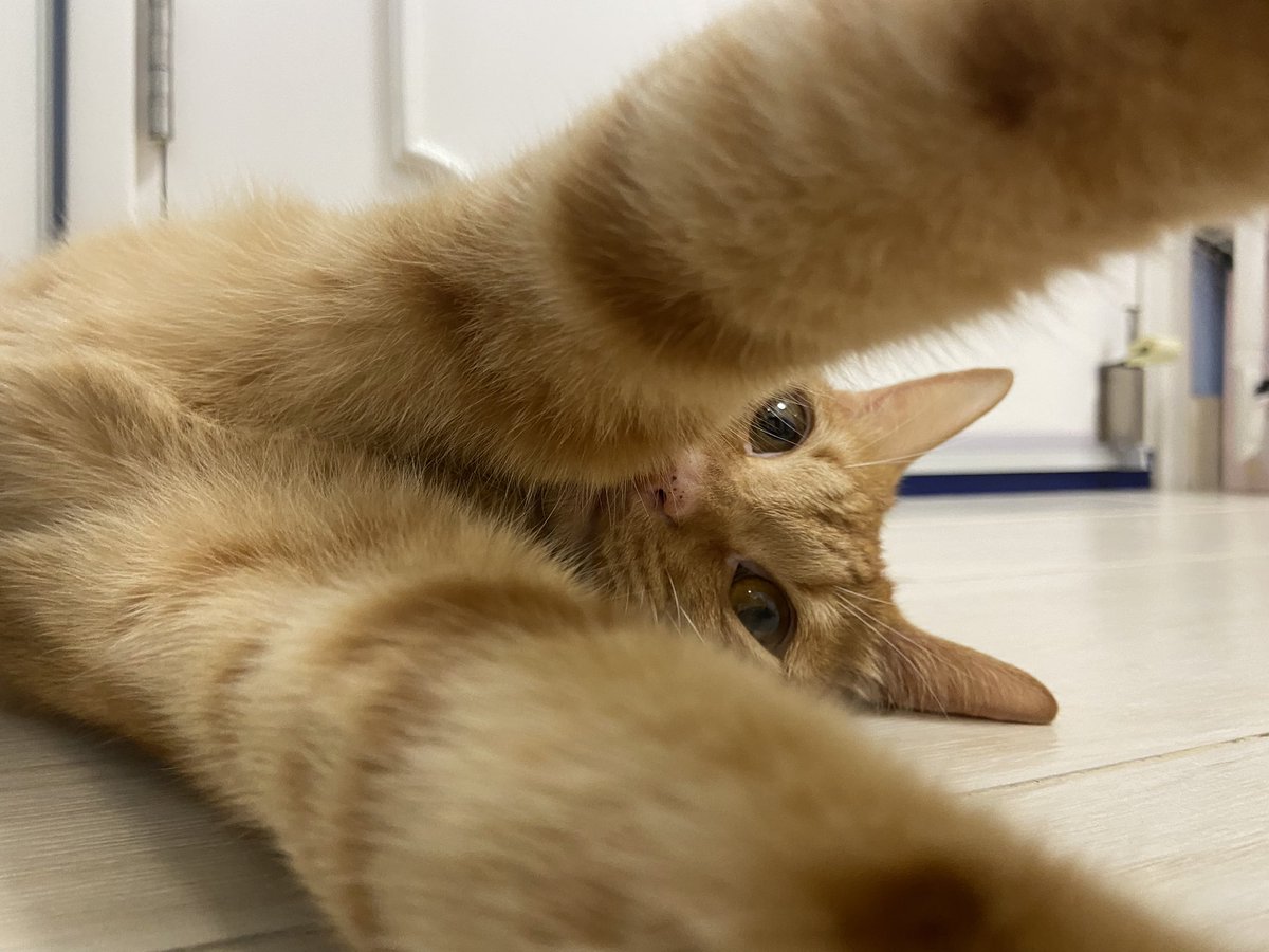 ChingMotorBus's tweet image. Michael 😻