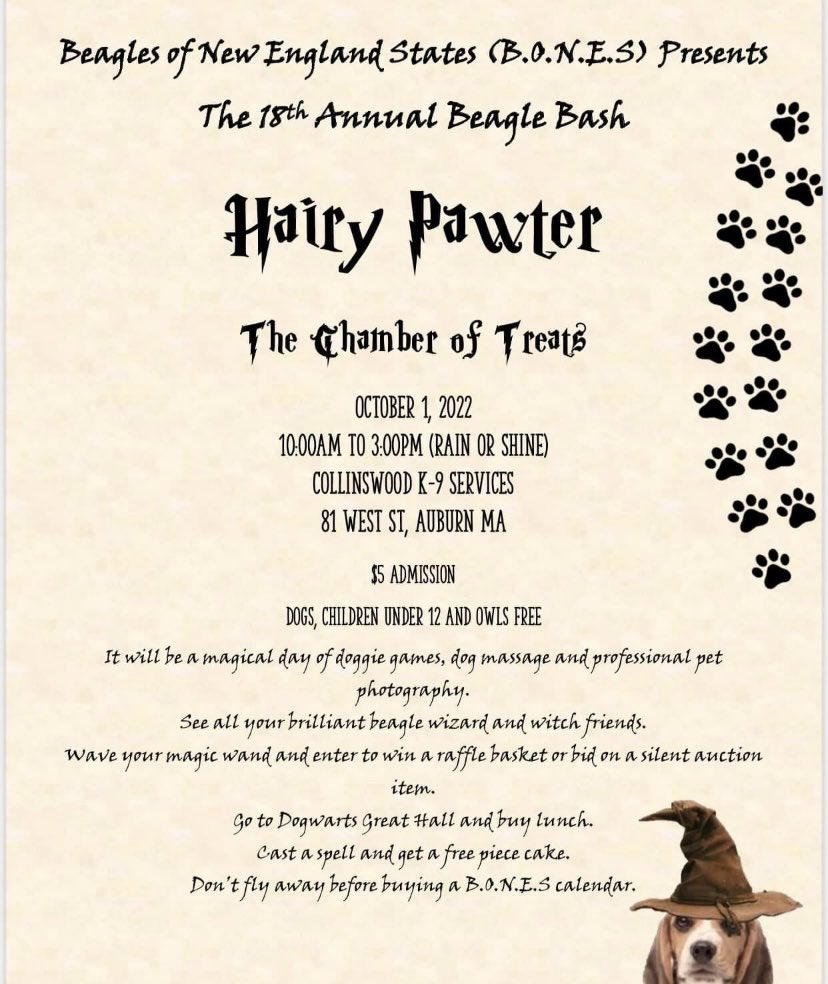 JinxIsACat's tweet photo. Maisie the Beagle Girl just heard sheโs going to the Beagles of New England #BeagleBash in Auburn, Ma. this Saturday. https://t.co/eECFu4soLu