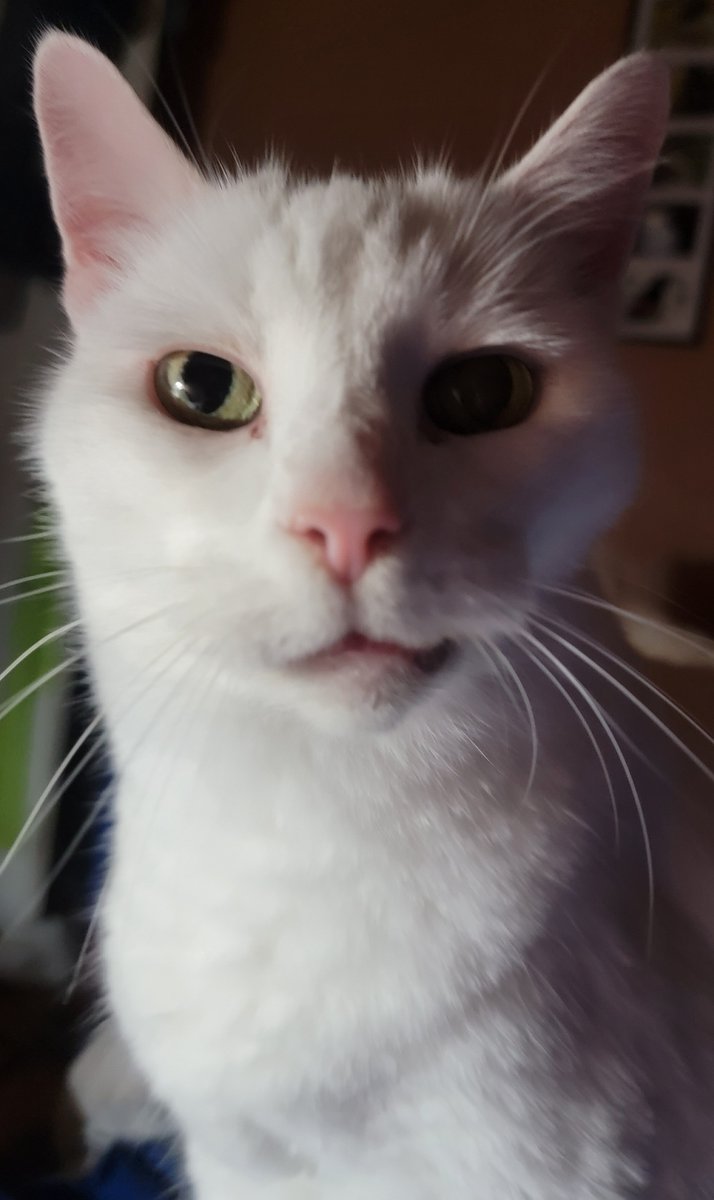 apeykins's tweet photo. Cosmo Kitty wants my arrowroot cookie.....he goes crazy for them lol
#whitecat #seniorcat #mybaby #cookiemonster #CatsOfTwitter #catface #catalert https://t.co/3UENirYiIy