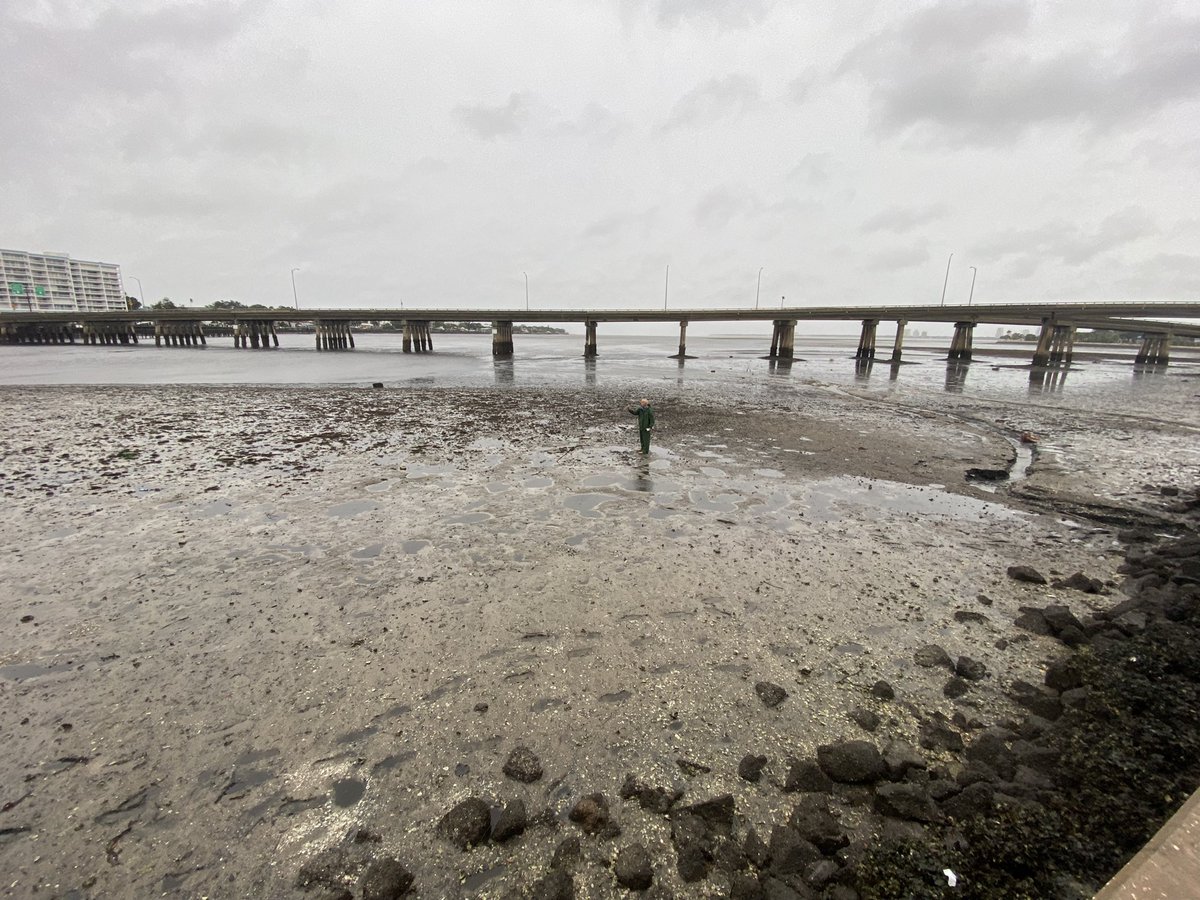 jorgeramosnews's tweet photo. Aquí en la bahía de Tampa. Por la fuerza de los vientos del huracán Ian el mar retrocedió cientos de metros. El peligro es que no sabemos cuándo regresa y con qué fuerza. https://t.co/FOB0LraWMV