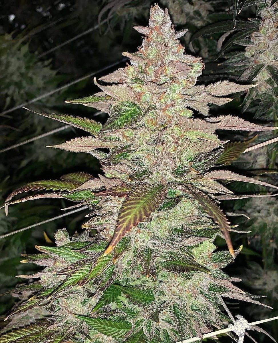 Sherbert 
👉🏻high420.shop