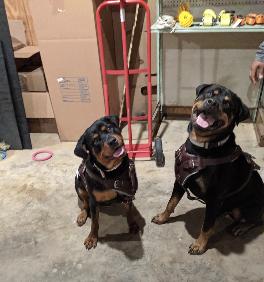 TaNeal's tweet photo. I just love their #Rottweiler smiles 😍 https://t.co/pDtNuSirzJ