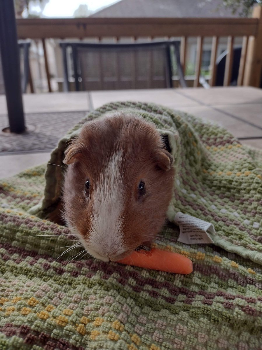 13 long years, rip Mr Juan you were a good piggy 🥲