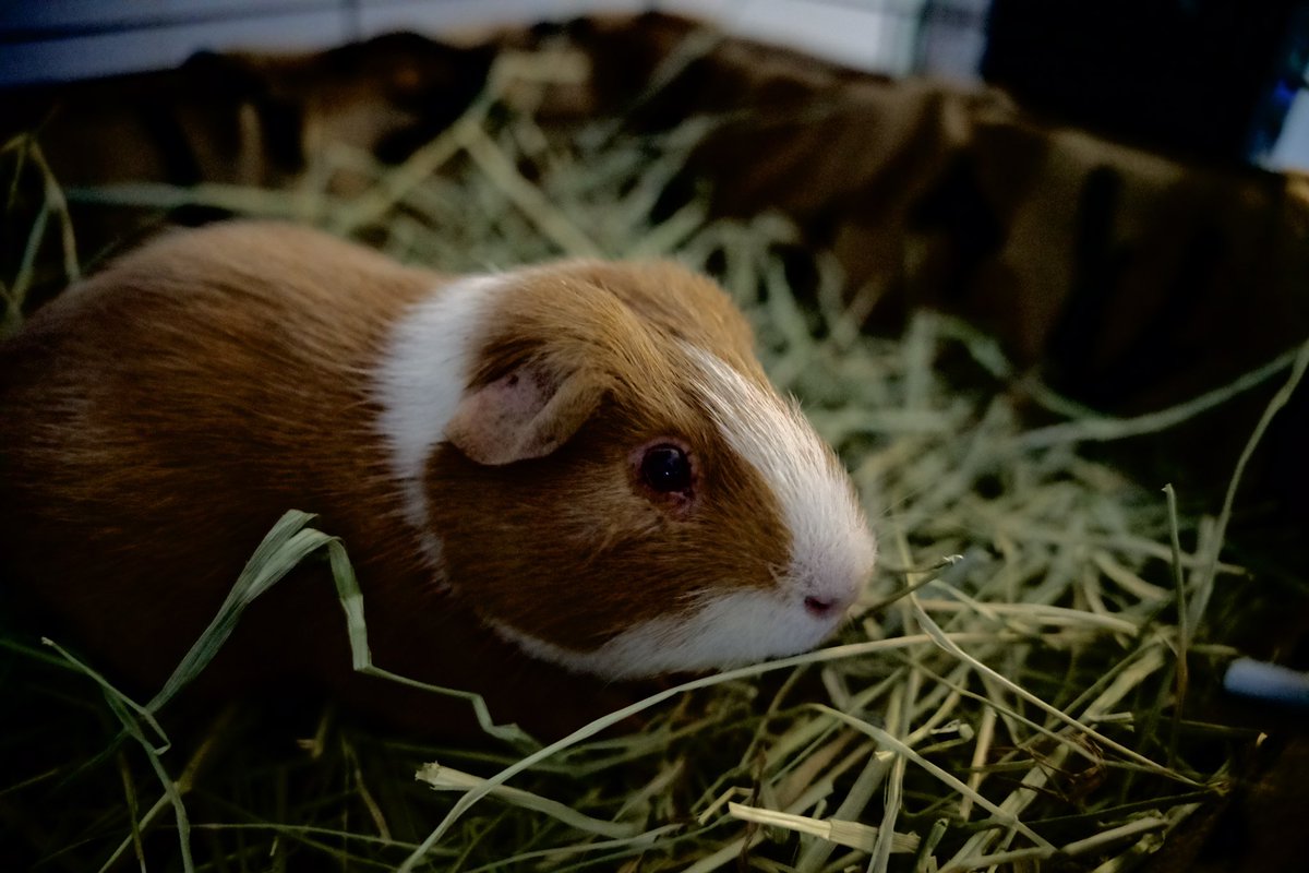 MrPrestonnn's tweet photo. 13 long years, rip Mr Juan you were a good piggy 🥲 https://t.co/Dk6j3QivXn