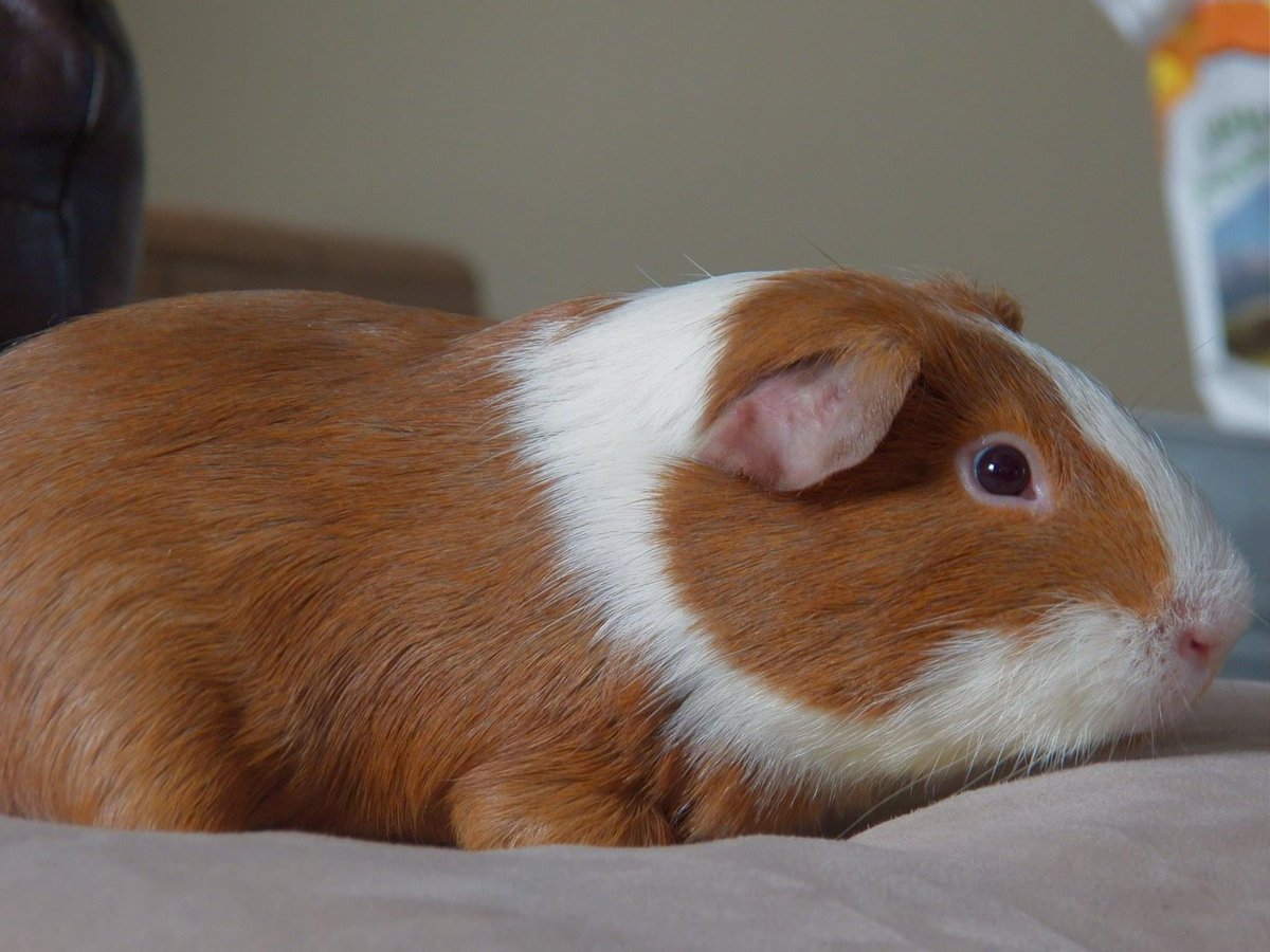 MrPrestonnn's tweet photo. 13 long years, rip Mr Juan you were a good piggy 🥲 https://t.co/Dk6j3QivXn