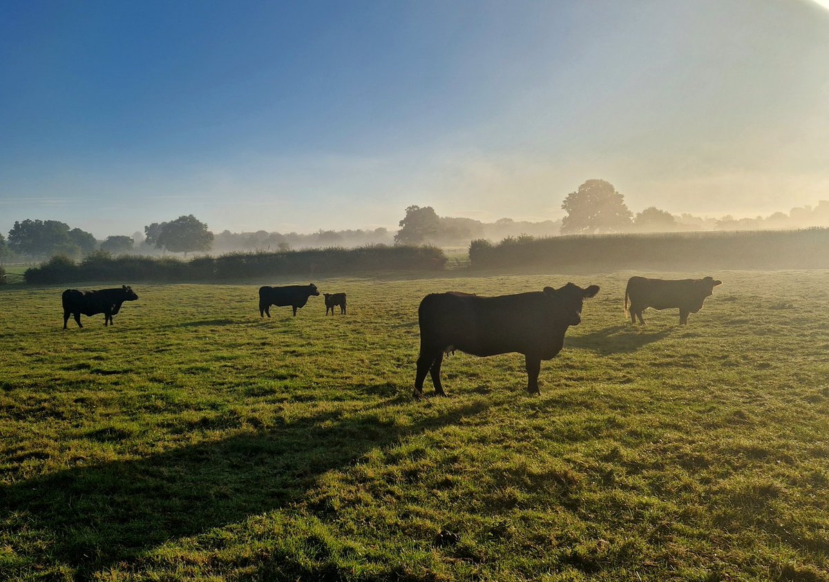 Crisp fresh mornings are my favourite!! 😍 
The girls are definitely making the most of being out before they come into the cosy shed for the winter! ❄️