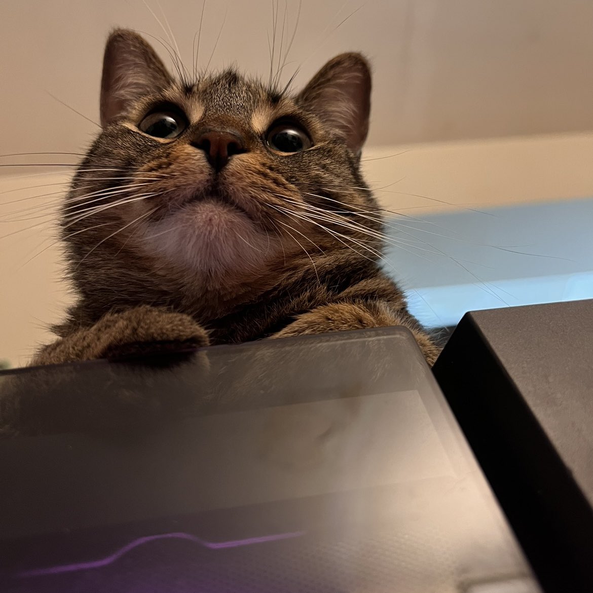 Gabriela 🧚🏻‍♀️ tweet media