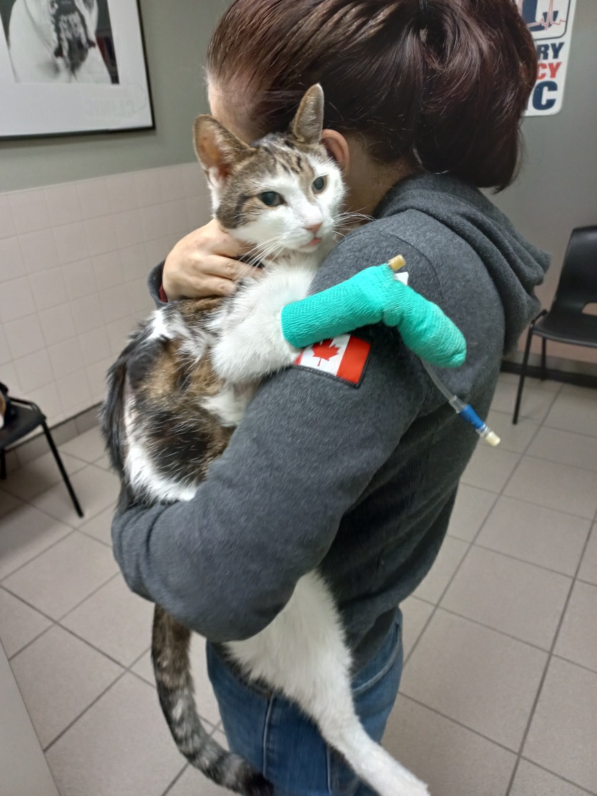 MacDonaldLab1's tweet photo. Our precious little angel and brave fighter, Oscar the Warrior, developed a life-threatening stomach ulcer and severe anaemia. If anyone has a cat with the rare Type B cat blood and is willing to make a donation, we will compensate you for your efforts and generosity. https://t.co/X5D51nyUtp