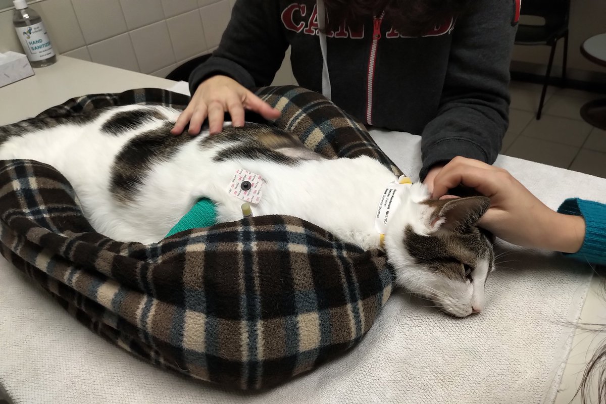MacDonaldLab1's tweet photo. Our precious little angel and brave fighter, Oscar the Warrior, developed a life-threatening stomach ulcer and severe anaemia. If anyone has a cat with the rare Type B cat blood and is willing to make a donation, we will compensate you for your efforts and generosity. https://t.co/X5D51nyUtp