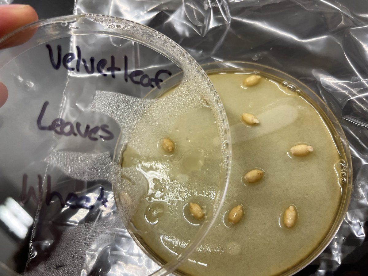 LVCEnvi's tweet image. After comparing how different weed extracts impact radish and wheat germination, Vince Ferrizzi (BIO ‘23) is planning to take a closer look at velvetleaf for his independent research project.  #LVCresearch #LVCBio #LVCEnvi