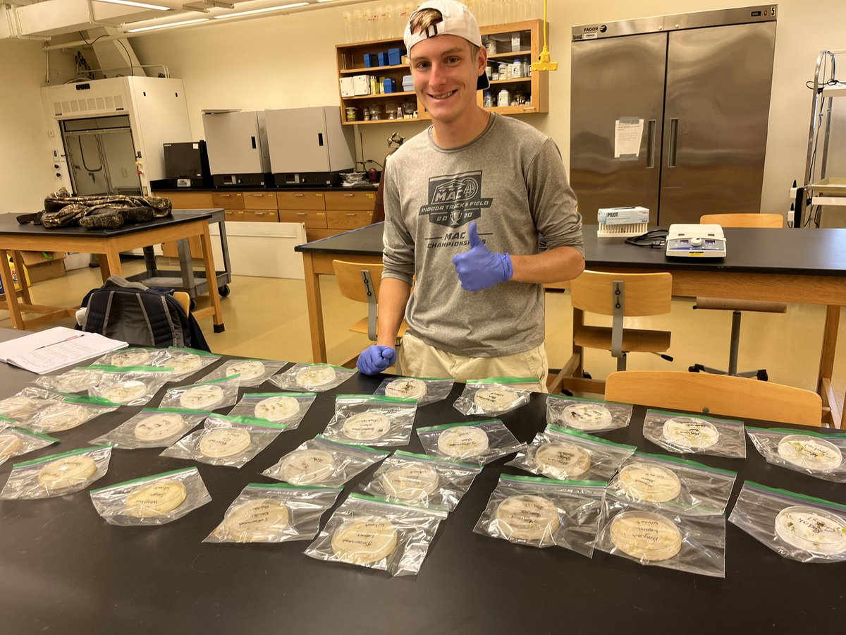LVCEnvi's tweet image. After comparing how different weed extracts impact radish and wheat germination, Vince Ferrizzi (BIO ‘23) is planning to take a closer look at velvetleaf for his independent research project.  #LVCresearch #LVCBio #LVCEnvi