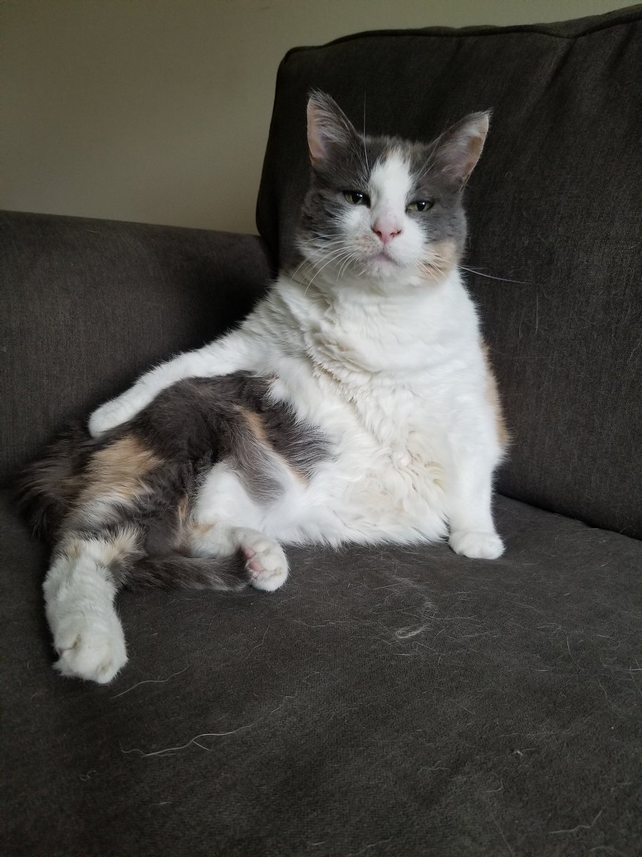 maddimilo's tweet photo. @literallymecats https://t.co/7hQU0icW96