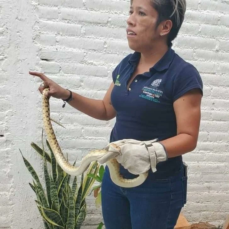 proespaags's tweet photo. Inspectores de la oficina de Atención Regional #PROESPA en San Francisco de los Romo rescataron una culebra 🐍 alicante en ex viñedos de Guadalupe, se encuentra en buen estado de salud. 

Fue liberada en una area natural a fin de que regrese a su hábitat natural🍃🌳🌎. https://t.co/ZNrLoRL5rK