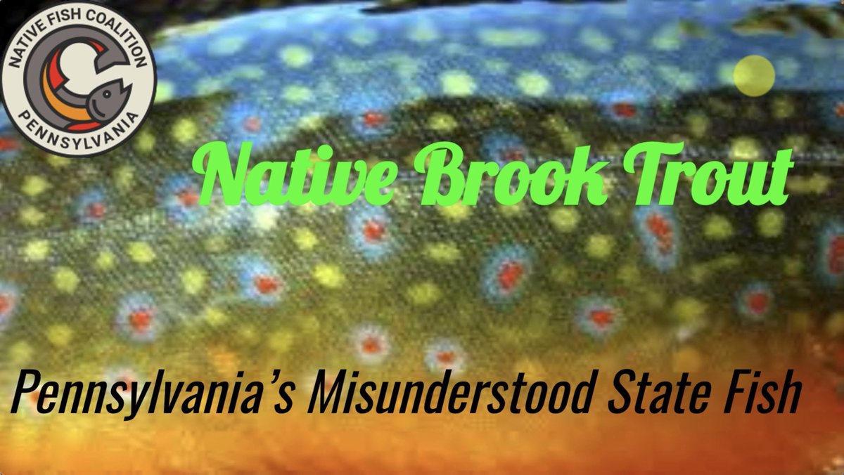 DocFritcheyTU's tweet photo. One of DFTU's board members – Dr. Jim Suleski – gave a presentation recently that highlights the latest scientific research and findings on native brook trout in PA and some common misconceptions surrounding these incredible fish. https://t.co/U3MaMFpBXS https://t.co/b8VVnrh57p
