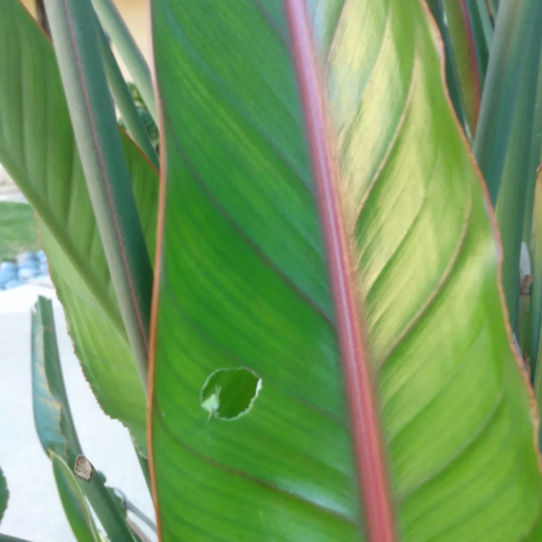 Lifetones album cover looking ass