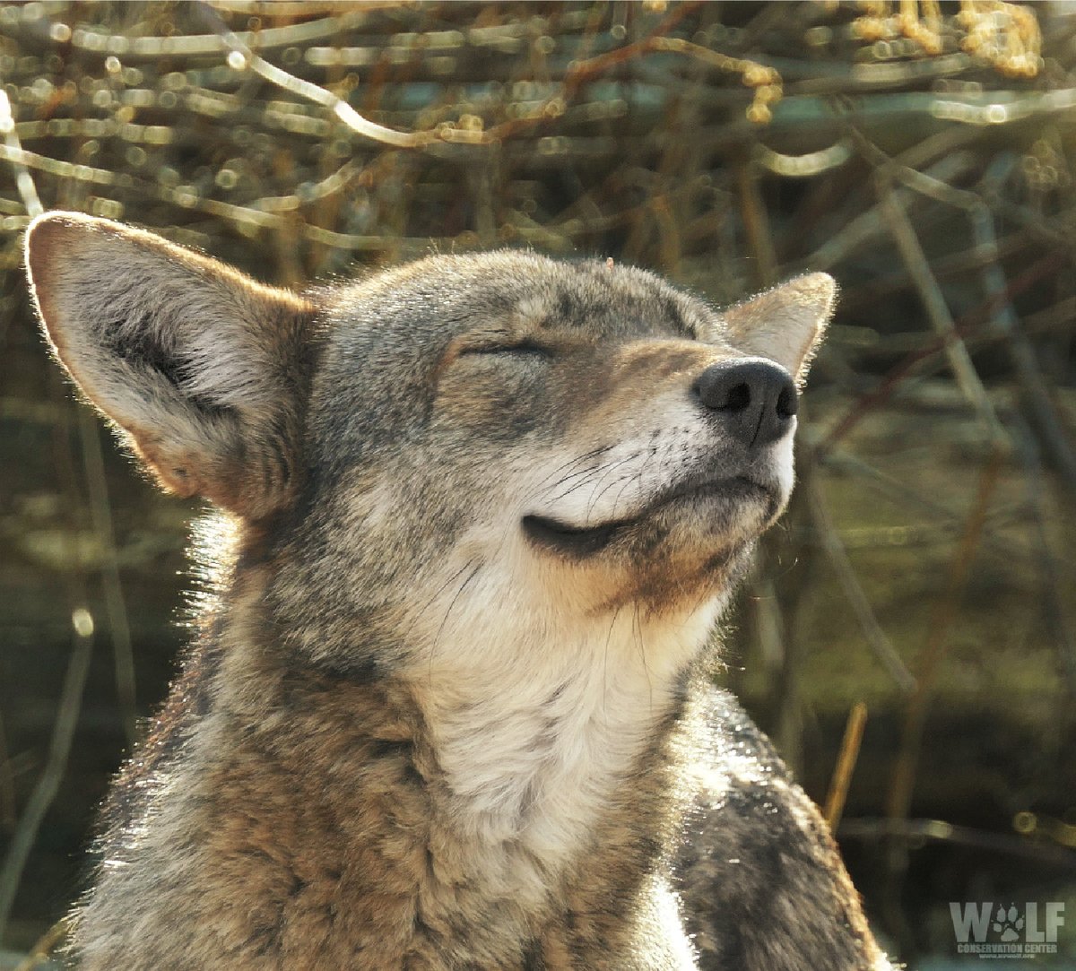 nywolforg's tweet photo. Inhale the positive 🐺 https://t.co/CtQFO3V543