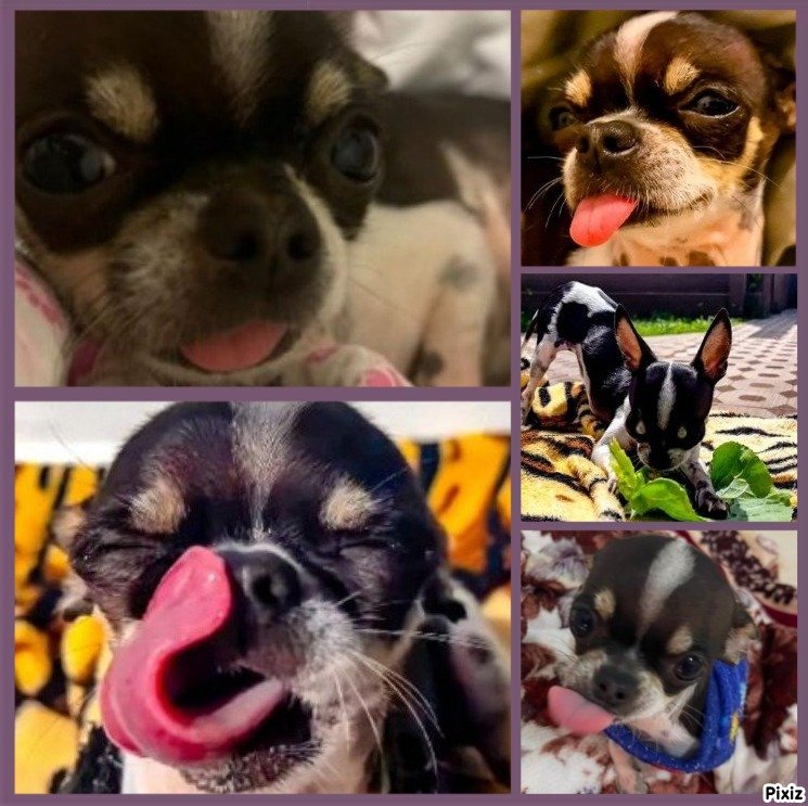 #brunardo um beijo pro Pipi,boa noite Pipi,amanhã tem mais Pipi🐶♥️