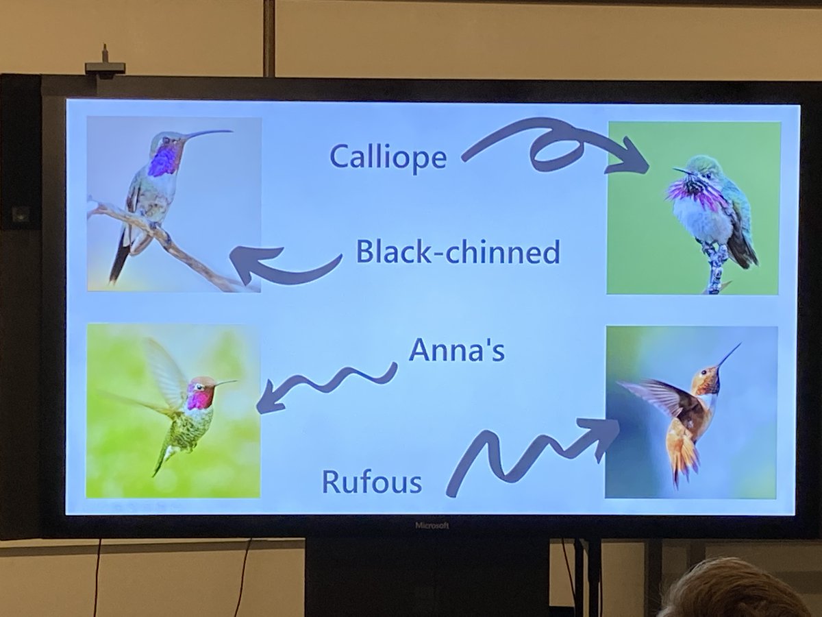 jimbobbennett's tweet image. We are also learning about hummingbirds!