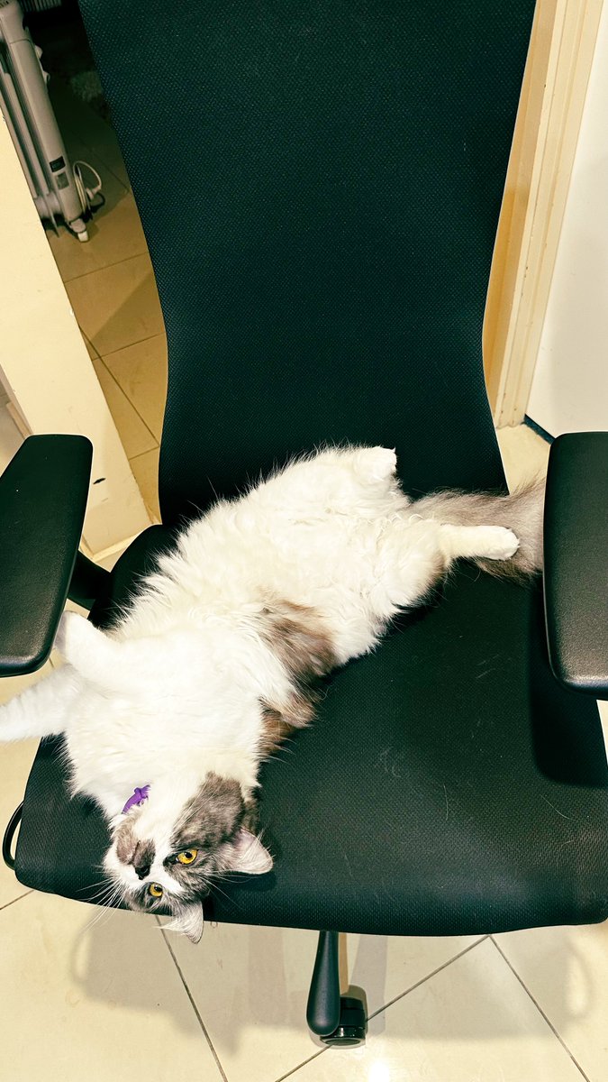 my25percentlife's tweet photo. Embody Chair が着だん...着ニャンしました!
すぐに毛まみれになりましたw
#hermanmiller #embodychair #猫のいる暮らし https://t.co/HWS6NPpjvJ