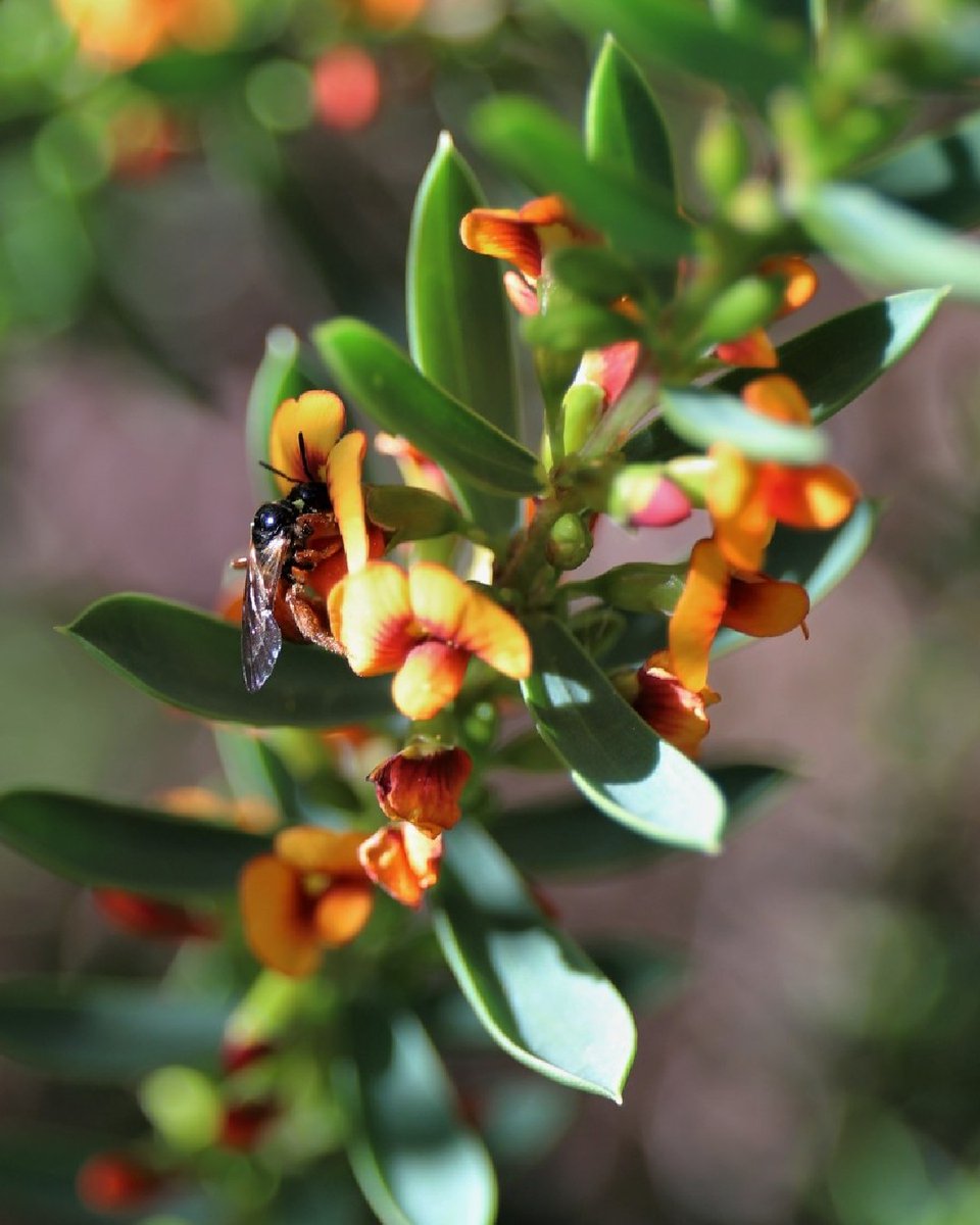 ANBG's tweet photo. We're seeing lots of #ozbee activity around @ANBG
This Reed Bee Exoneura sp. is gathering nectar from Eutaxia obovata.
Common name from habit of nesting nesting in dried-out stems of a #of plants. In some sp, 2 or more adult bees may share a nest &cooperate to share duties https://t.co/peGJwvIoak