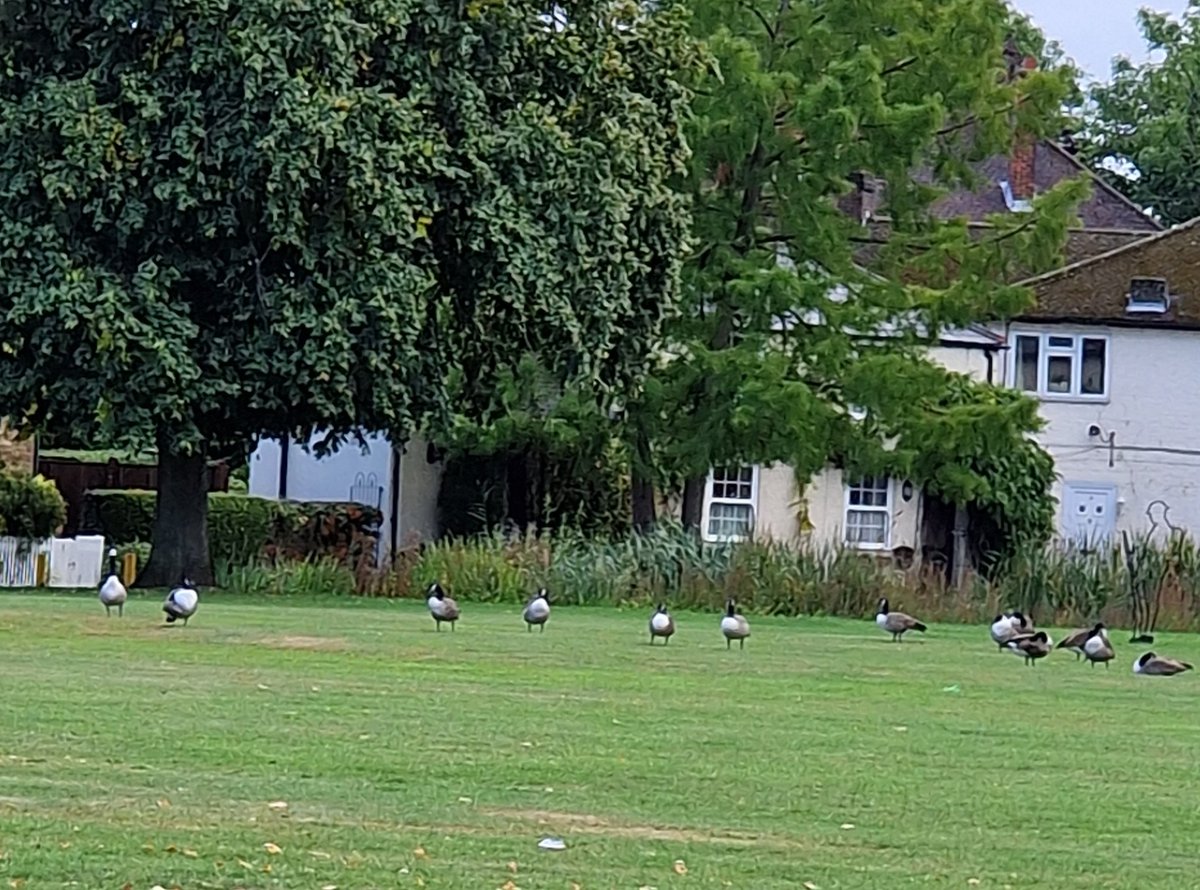 RavenSong1971's tweet photo. Watching the Canadian Geese out for a lunchtime stroll has become a wonderfully regular occurrence at work. 
🌬🦆/|\
#MotherNature #Humpdayhappiness https://t.co/gmWwpFwzg3
