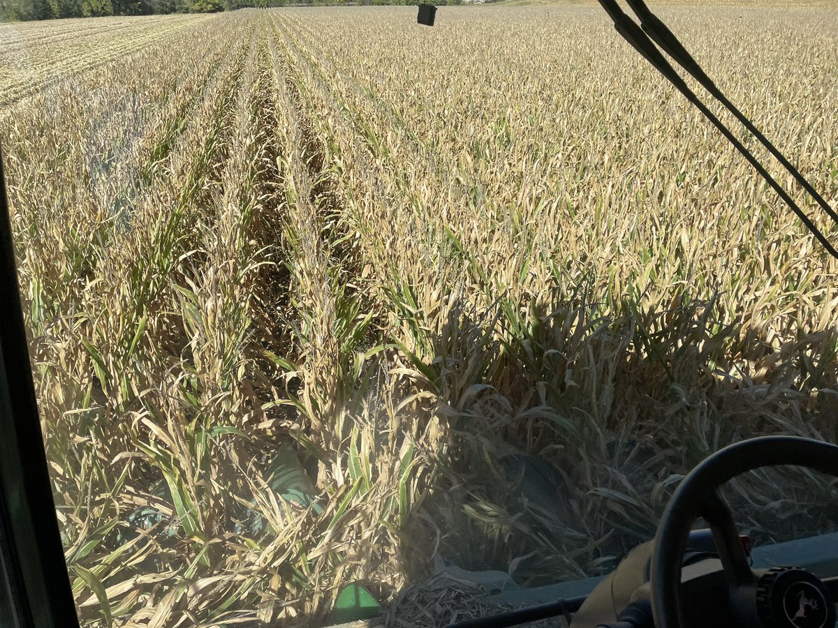 LaurenBotine's tweet image. A #shortstaturecorn 🌽 plot is in the books!What a fun, short corn to harvest! 😁Thank you to @kingfishfryer for letting me drive the combine and showing me that 16 rows are cooler than 8 and seedsman @ArmourAg for putting together this #smartcorn 🌽experience! @BayerTraits