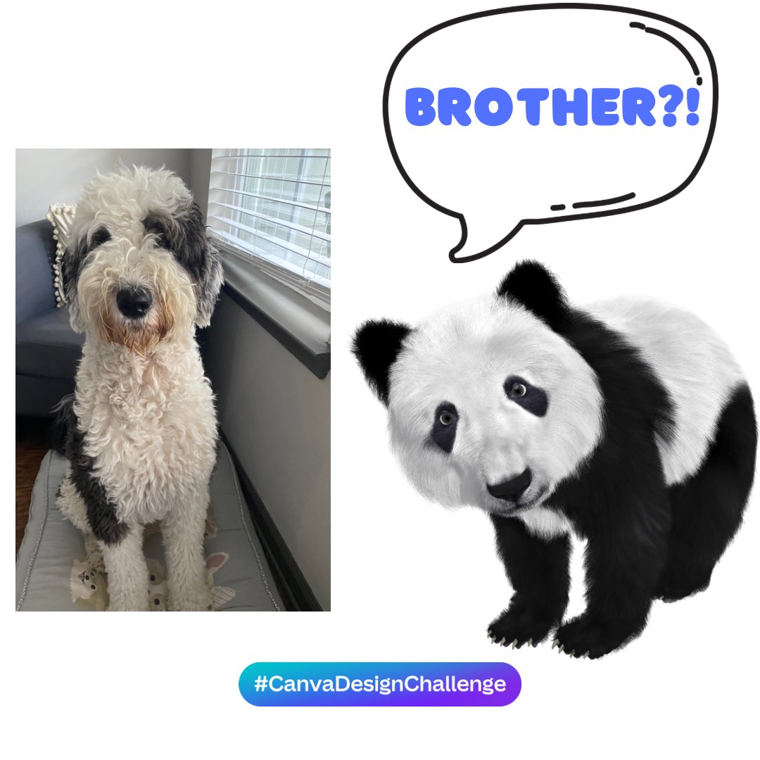 kellmueller's tweet photo. #CanvaDesignChallenge https://t.co/OS0XjwYcKn