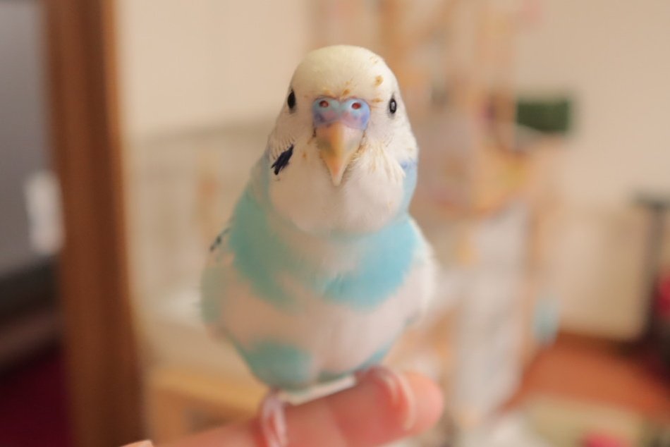 kuhmugi's tweet photo. くうちゃん、発情期でお顔の周りが... https://t.co/kUajfUbfih
