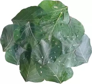 Nss Dp vipra College Bilaspur tweet media