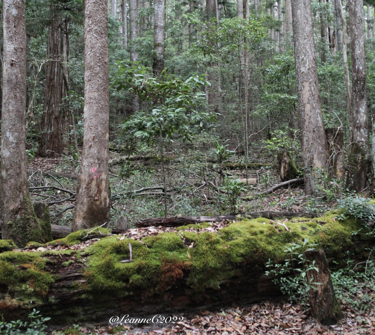 Retreating into nature is re-energizing and realigns one’s souls with what truly matters. #meditation #nature #NaturePhotography #lifeinsights #Mindfulness #photography #Photos #beauty #beingpresent #environment