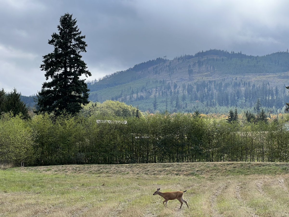 ElGeorgeHarris's tweet photo. El paseo de hoy a #LakeCrescent #Washington https://t.co/Xl017V0WS1