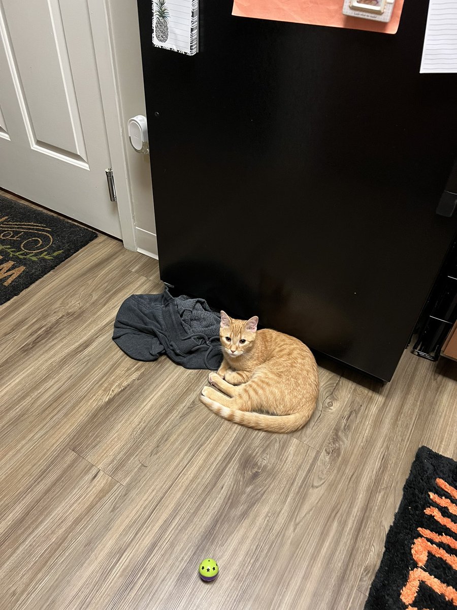 theonlyginer's tweet photo. Hopper and his new fave toy: my pants I took off in the middle of my kitchen bc I got overstimulated and needed them off immediately https://t.co/ser88LRcxQ