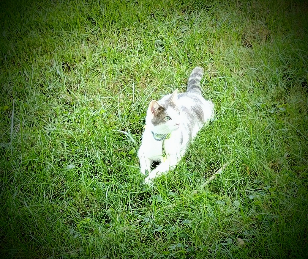 GizmoWithHeart's tweet photo. #Gizmo on the prowl. #catslover #CatsOnTwitter #CatsofTwittter  #greeneyes https://t.co/SIwH3IaAdb